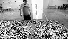 Foram vendidas 12,9 mil toneladas de peixe durante os dois primeiros meses deste ano Foram vendidas 12,9 mil toneladas de peixe durante os dois primeiros meses deste ano