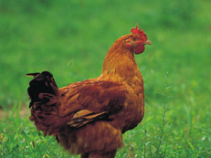 poultry