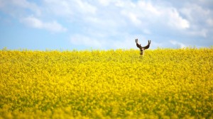 Um veado é visto num campo de canola, a norte de Cremona, Alta., nesta foto de arquivo. (Jeff McIntosh/The Canadian Press)