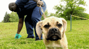 Autoridades de Toronto estão a intensificar os seus esforços de aplicação de leis relativas ao uso de trela na cidade