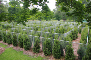 LABIRINTO DA CENTRE ISLAND REABRE APÓS DOAÇÃO DE WILLIAM MEANY 