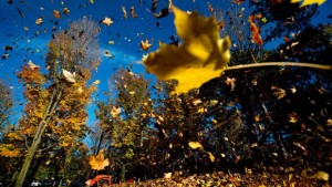 Folhas de outono no High Park em Toronto, nesta foto de arquivo de 2013. (The Canadian Press/Nathan Denette)