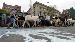 Produtores de leite participam de um protesto no centro de Otava - 29 de setembro de 2015. (Sean Kilpatrick/The Canadian Press)
