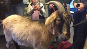 O bode Turbo embarcou num comboio GO na estação de Port Credit, na manhã de quinta-feira. (@ turbo_goat/Twitter)