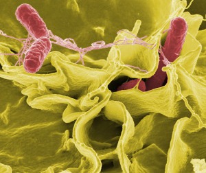 Foto de Salmonella via Wikipedia: Rocky Mountain Laboratories, NIAID, NIH