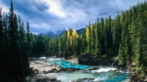 Golden Larches ficam no parque nacional de Yoho (Parks Canada)