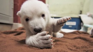 O filhote de urso polar do jardim zoológico de Toronto é mostrado nesta foto de divulgação. The Canadian Press/HO-Toronto Zoo