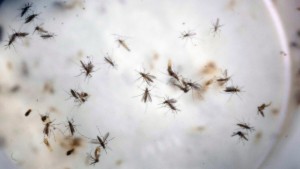 Nesta foto de arquivo de 11 de fevereiro de 2016, mosquitos Aedes aegypti flutuam numa gaiola mosquito num laboratório em Cucuta, Colômbia. (The Canadian Press / AP-Ricardo Mazalan)