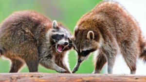 Mais casos de raiva de guaxinim relatados pela cidade de Hamilton em 28 de março de 2016 (CBC)