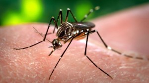 (The Canadian Press/AP - Centers for Disease Control and Prevention - James Gathany)