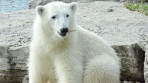 Humphrey nesta foto do Toronto Zoo, tirada no seu primeiro aniversário