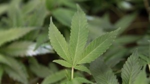 cannabis