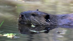 Um castor é retratado nesta foto de arquivo. (Foto AP / Manuel Valdes)