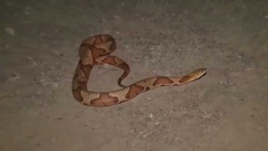 snake