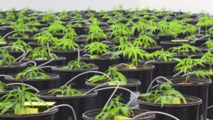 Uma cultura de Marijuana na instalação Kindcann em Paris, Ontário - 16 de novembro de 2015