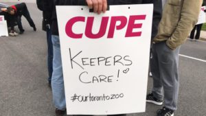 Cerca de 400 trabalhadores do Zoo de Toronto entraram em greve logo após a meia-noite de quinta-feira. Eles dizem que a segurança do trabalho é a principal questão. (Linda Ward / CBC)