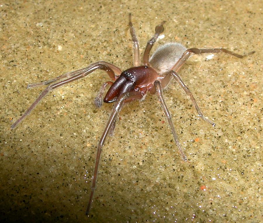 Lusa