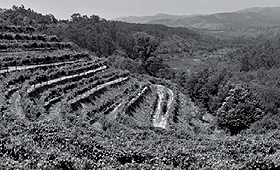 VENDAS DE VINHOS PORTUGUESES AO EXTERIOR CRESCEM 2,4%