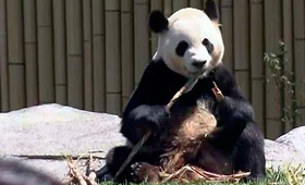 Um dos dois pandas gigantes come bambu na nova exposição de Panda no Toronto Zoo, 16 de maio de 2013. (CityNews)