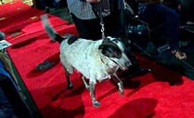 Snickers, um “border collie-pointer cross” de quatro anos de Oshawa, Ontário, caminha pelo tapete vermelho para ser introduzido no Purina Animal Hall of Fame, em Toronto