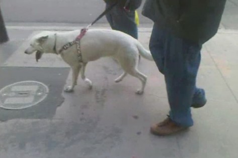 O OSPCA está à procura de um cão ferido visto nas ruas de Toronto. (CityNews).