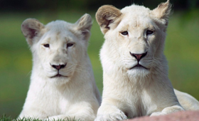 Duas crias fêmeas do leão branco africano, Makaili (esquerda) e Lemon, descansam no calor - Zoológico de Toronto, 2 agosto, 2012. (The Canadian Press/Nathan Denette)