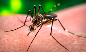 Foto de arquivo do Aedes aegypti mosquito. (THE CANADIAN PRESS/AP/Centers for Disease Control and Prevention/James Gathany)
