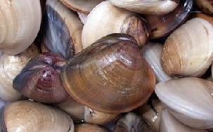 BIVALVE PROIBIDO EM TODA A COSTA