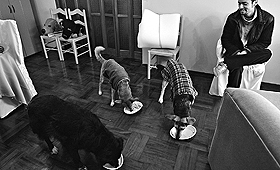Com a nova lei não será possível ter três cães num apartamento. (PILAR OLIVARES/REUTERS)