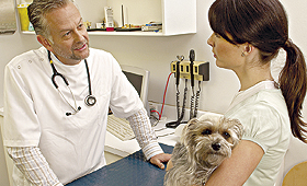 A Ordem dos Médicos Veterinários alerta para o perigo do uso de remédios humanos em animais. (DEAN GOLJA)