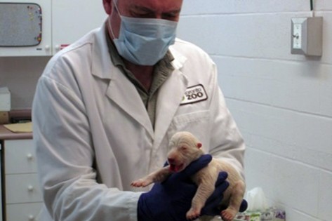 O administrador Interino, Eric Cole, segura um filhote de urso polar, na unidade de cuidados intensivos do Centro de Saúde da Vida Selvagem do Zoológico de Toronto - 11 de novembro de 2013. Handout/Toronto Zoo