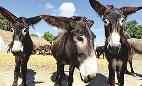 Ser português é, para o ‘New York Times’, ser um burro mirandês: um animal que vive dos subsidies. (PEDRO CATARINO) Ser português é, para o ‘New York Times’, ser um burro mirandês: um animal que vive dos subsidies. (PEDRO CATARINO)
