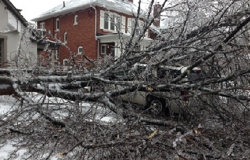 Uma árvore coberta de gelo, depois de uma forte tempestade de gelo - 23 de dezembro de 2013. CityNews / Peter Dworschak