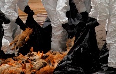 (Direitos Reservados)