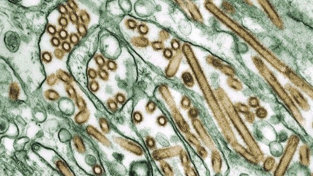 Uma micrografia eletrónica de transmissão colorizada da gripe aviária A vírus H5N1 (observada em dourado) cultivadas em células MDCK (observadas em verde) são mostradas nesta imagem de 1997. (CDC - Cynthia Goldsmith, Jackie Katz, Sharif Zaki/HO/The Canadian Press)
