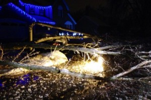 Luzes iluminam uma árvore caída em Brampton - 22 de dezembro de 2013. Cortesia da família McCann