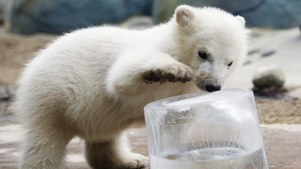Foto de um filhote de urso polar macho no Zoológico de Toronto. (The Canadian Press / Nathan Denette)