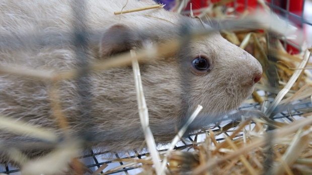 Foto de arquivo do Wiarton Willie. THE CANADIAN PRESS/ Dave Chidley Foto de arquivo do Wiarton Willie. THE CANADIAN PRESS/ Dave Chidley