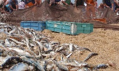 PESCADORES PODEM RECORRER AO FUNDO DE COMPENSAÇÃO SALARIAL