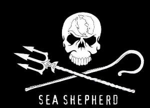 ECOLOGISTAS DA SEA SHEPHERD ACUSAM BALEEIROS JAPONESES DE ATAQUE NA ANTÁRTIDA