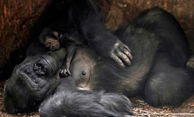 Ngozi deu à luz em 10 de janeiro de 2014. TORONTO ZOO/Bill Longo