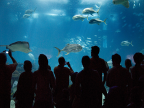 CONCESSÃO DO OCEANÁRIO Á VENDA