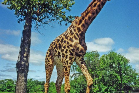 Foto de arquivo de uma girafa Masai. Cortesia Toronto Zoo