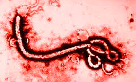 ÁFRICA JUNTA NO COMBATE AO ÉBOLA