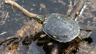 Uma tartaruga aquece-se em cima de um pequeno ramo. (AP Photo / The News Herald, Andrew Wardlow)