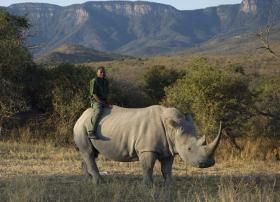 ÁFRICA DO SUL RETIRA CENTENAS DE RINOCERONTES DO PARQUE KRUGER POR CAÇA FURTIVA