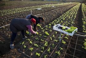 VERÃO ATÍPICO AUMENTA CUSTOS E ATRASA PRODUÇÃO HORTÍCOLA NO NORTE LITORAL