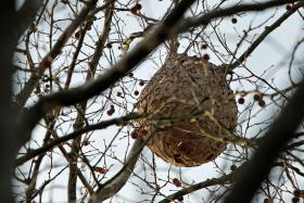 CÂMARA DO PORTO CONFIRMA DESTRUIÇÃO DE DOIS NINHOS DE VESPAS ASIÁTICAS