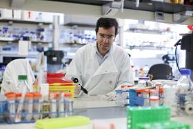 INVESTIGADORES PORTUGUESES DESCOBREM QUE CÉLULAS PROTETORAS CONTRIBUEM PARA CANCRO