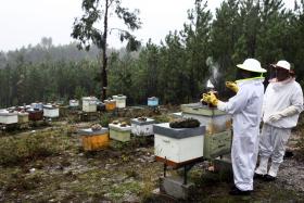 APICULTOR DE VIANA PERDE EM DUAS SEMANAS 14 COLMEIAS ATACADAS POR VESPA ASIÁTICA